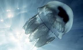 ÐÐ°ÑÑÐ¸Ð½ÐºÐ¸ Ð¿Ð¾ Ð·Ð°Ð¿ÑÐ¾ÑÑ Ð¼ÐµÐ´ÑÐ·Ð° Ð¼Ð½ÐµÐ¼Ð¸Ð¾Ð¿ÑÐ¸Ñ