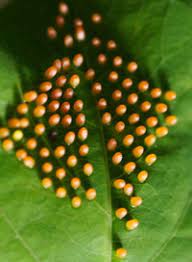 +41 81 322 59 69 email: Pearls From A Mom S Heart Trouble Inside The Bubble
