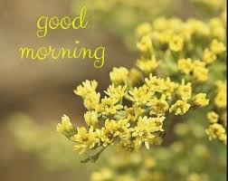 We did not find results for: Good Morning Flowers Good Morning With Flower Images Photos Pictures The State