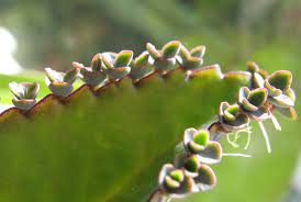 All The Fun Without The Rudeness I Ve Posted About 10 Weird Wacky Plants That Are Perfect For Your Kids To Learn Ab Mother Of Thousands Plants House Plants