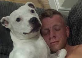 Staffie dog is found after being stolen