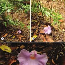 Image result for Aframomum spiroligulatum