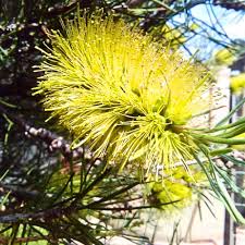 Image result for Melaleuca bracteata