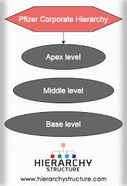 Pfizer Corporate Hierarchy Org Chart Pfizer