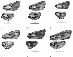 Image result for Scorodophloeus fischeri