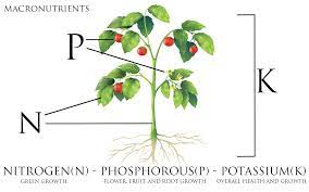What Does The Npk Refer To On Your Fertilizer Label And Why Is It Important Plant Nutrients Organic Gardening Garden Fertilizer