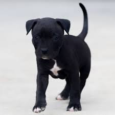 Baby Pitbull Dog Black And White Red Nose Pitbull Puppies For Sale Baby Pitbulls For Sale Pitbull Puppies For Sale Pitbull Puppies Red Nose Pitbull Puppies