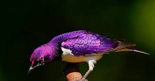 Birds That Cannot Fly Are Called Tropical Starlings Google Search Aves Animales