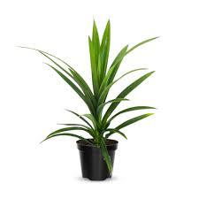 Image result for Pandanus