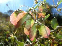 Image result for Sphedamnocarpus pruriens