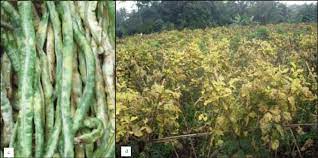 Yellow leaves green bean diseases pictures. Symptoms Of Yellow Mosaic Disease In Yard Long Beans Trifoliate Leaves Download Scientific Diagram