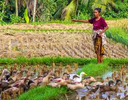 Farmers across China, Japan, Iran and France are using ducks ...