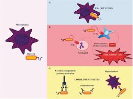 We did not find results for: Physiology And Pathology Of Innate Immune Response Against Pathogens Intechopen