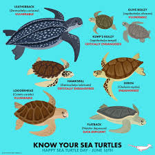 Pin By Meredith Seidl On Peppermint Narwhal Creative Fun Animal Facts Sea Turtle Turtle Day Turtle