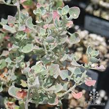 Image result for Rhagodia