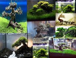 Bonsai Driftwood Best Choice For Aquarium Terrarium Decoration Tree Aquarium Driftwood Aquarium Bonsai Trees For Sale
