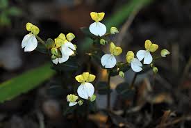 Image result for Disperis