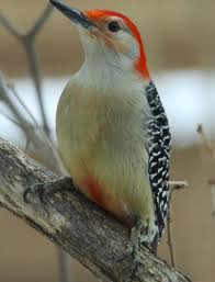 Bird With Red Dot On Back Of Head Red Bellied Woodpecker S Can Ne U S All Of Nature Red Bellied Woodpeckers And Spittle Bugs Birds Birds Missouri Birds Wild Birds