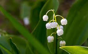 Maybe you would like to learn more about one of these? Know Some Widely Used Flower Fillers