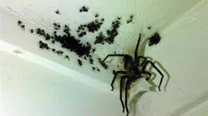 The last thing you want is to open the vacuum up and the blasted thing is still alive! Wolf Spider Smash Backfires Stuff Co Nz