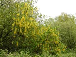 Image result for Laburnum anagyroides