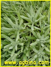 Image result for Helichrysum tillandsiifolium