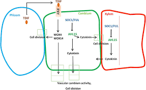 Stem cells are the body's master cells. A Novel Pathway Controlling Cambium Initiation And Activity Via Cytokinin Biosynthesis In Arabidopsis Biorxiv