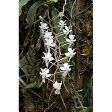 Image result for Aerangis kotschyana