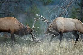 The rut begins in the first part of the season and is usually in full swing after the 10th of september. 10 Best Public Lands For Elk And How To Hunt Them