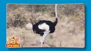 Do you spell zingyhow do you spell up tohow do you spell probrolyhow do you spell nachohow do you spell interdoucedhow you do spell magnificenthow do you spell. Ostrich Fun Facts Youtube