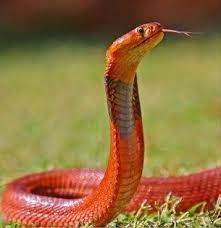 Red Spitting Cobra Naja Pallida Dream Snake Cute Snake Animals Name In English