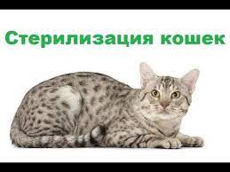 sterilizaciya koshki v moskve v veterinarnoj klinike