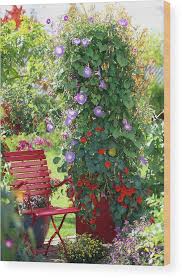 Image result for Ipomoea Heavenly Blue