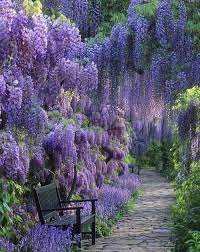 I Can Smell The Flowers They Take My Breath Away I Shall Linger A Bit Longer Shade Plants Beautiful Gardens Dream Garden