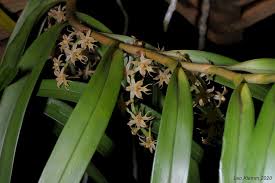 Image result for Tridactyle hurungweensis