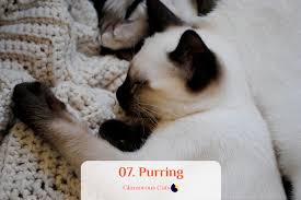 What Makes Siamese Cats So Affectionate Can They Be Mean Glamorous Cats