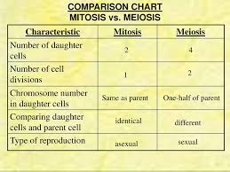 Meiosis Sexual Reproduction Ppt Download