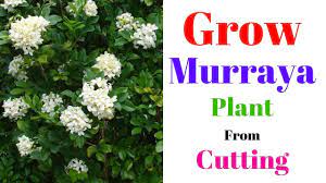 ↑ 1 2 murraya paniculata. Grow Murraya Plant From Cutting Orange Jessamine Marwa Plant Youtube