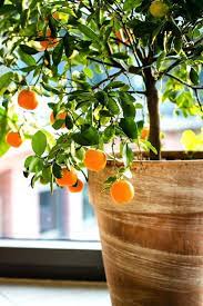 Annual flowers can be used in the container as an indicator for when to water the container. 5 Best Citrus Trees For Containers Growing Citrus In Pots Balcony Garden Web