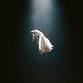 Ariana Grande event image
