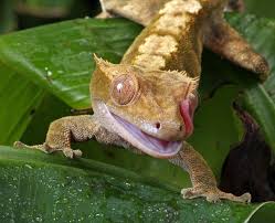 The tech industry is filled with confusing jargon, and tv's are no exception. Why Crested Geckos Are Good Beginners Pets Kid Friendly Pets