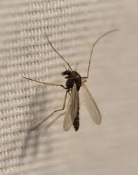 Search how to stop gnats from biting. Best Gnat Repellent How I Get Rid Of