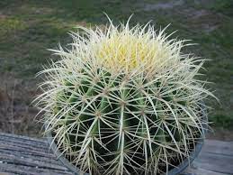 All of a sudden one of them. Echinocactus Grusonii Golden Barrel Cactus Live Plant Pot Is 6 Across Cactus Golden Barrel Cactus Live Plants Echinocactus Grusonii