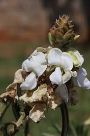 Image result for Tephrosia vogelii