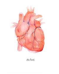 Anatomical Heart Human Heart Print Anatomically Accurate Etsy Watercolor Art Prints Watercolor Heart Anatomy Art