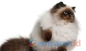 Jika anda sering memperhatikan kontes kucing. Kenali 4 Macam Kucing Persia Yang Wajib Diketahui Embaran Id