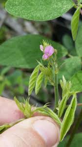Image result for Desmodium tortuosum