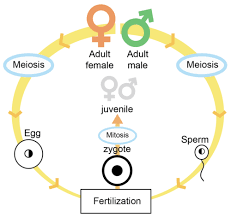 Maybe you would like to learn more about one of these? Animals Read Biology Ck 12 Foundation