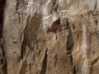 The best gifs are on giphy. Cave Drawings Gifs Get The Best Gif On Gifer