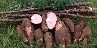 Smilax myosotiflora atau 'ubi jaga' (uj) telah digunakan secara tradisional oleh orang asli dan melayu sebagai makan tambahan untuk ransangan seks. 8 Manfaat Ubi Kayu Untuk Kesehatan Menjaga Fungsi Otak Hingga Cegah Kanker Merdeka Com